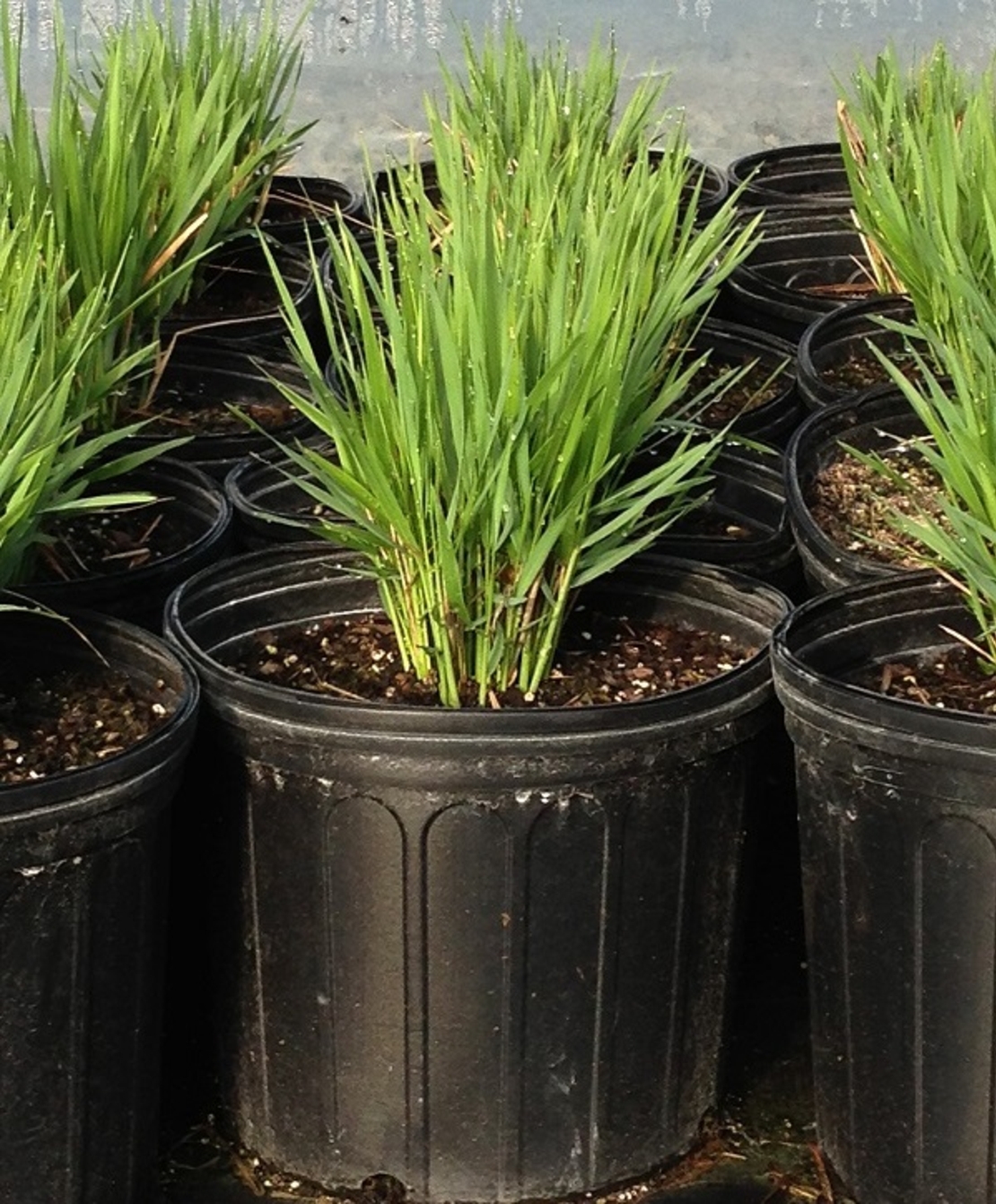 Ерагростис (тревица) Eragrostis spp.