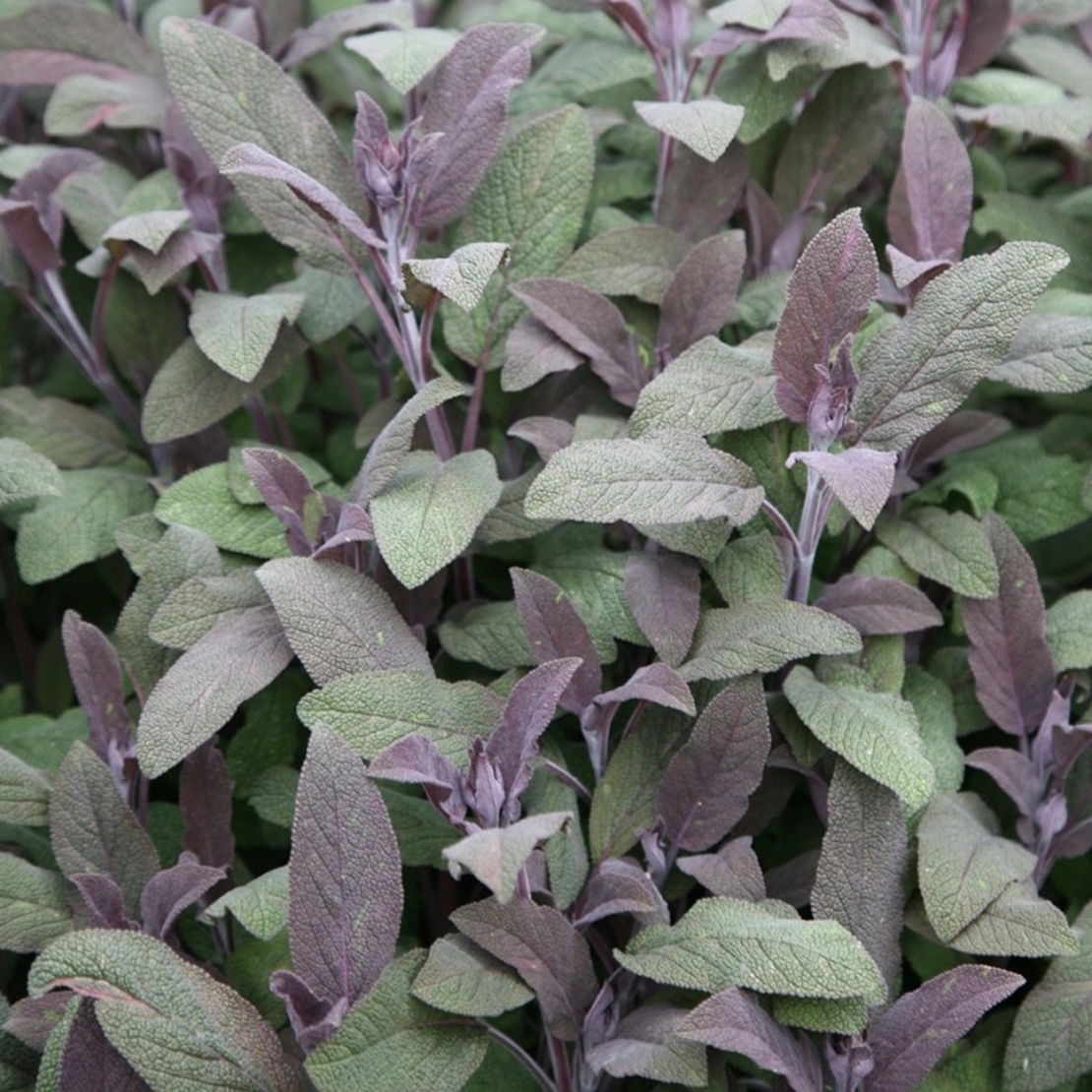Салвия (градински чай) Salvia officinalis