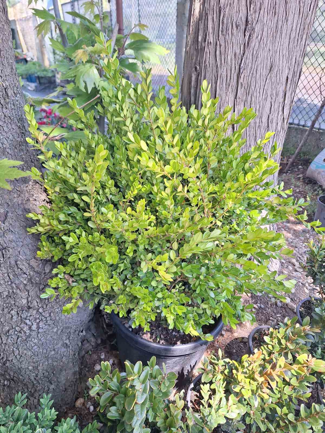 Чемшир (обикновен) Buxus sempervirens