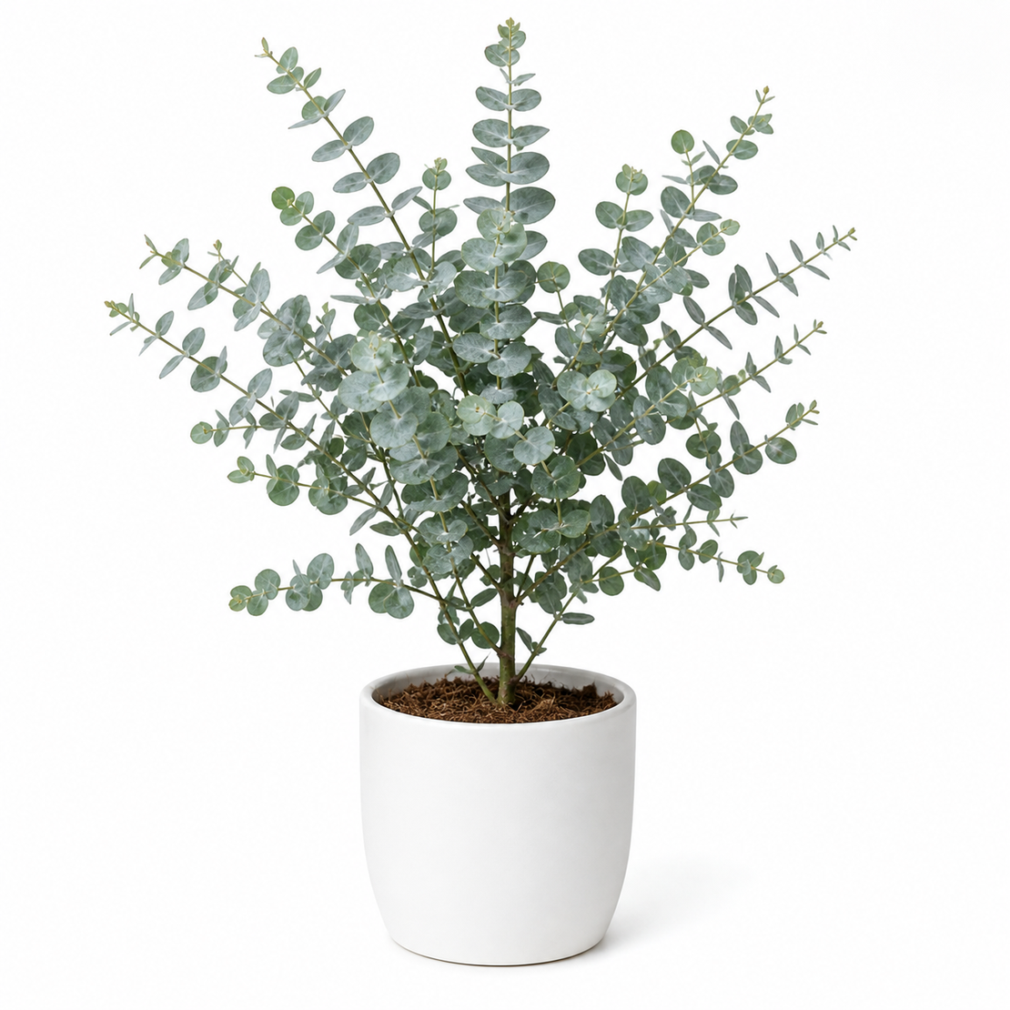 Евкалипт 'Eucalyptus spp.'