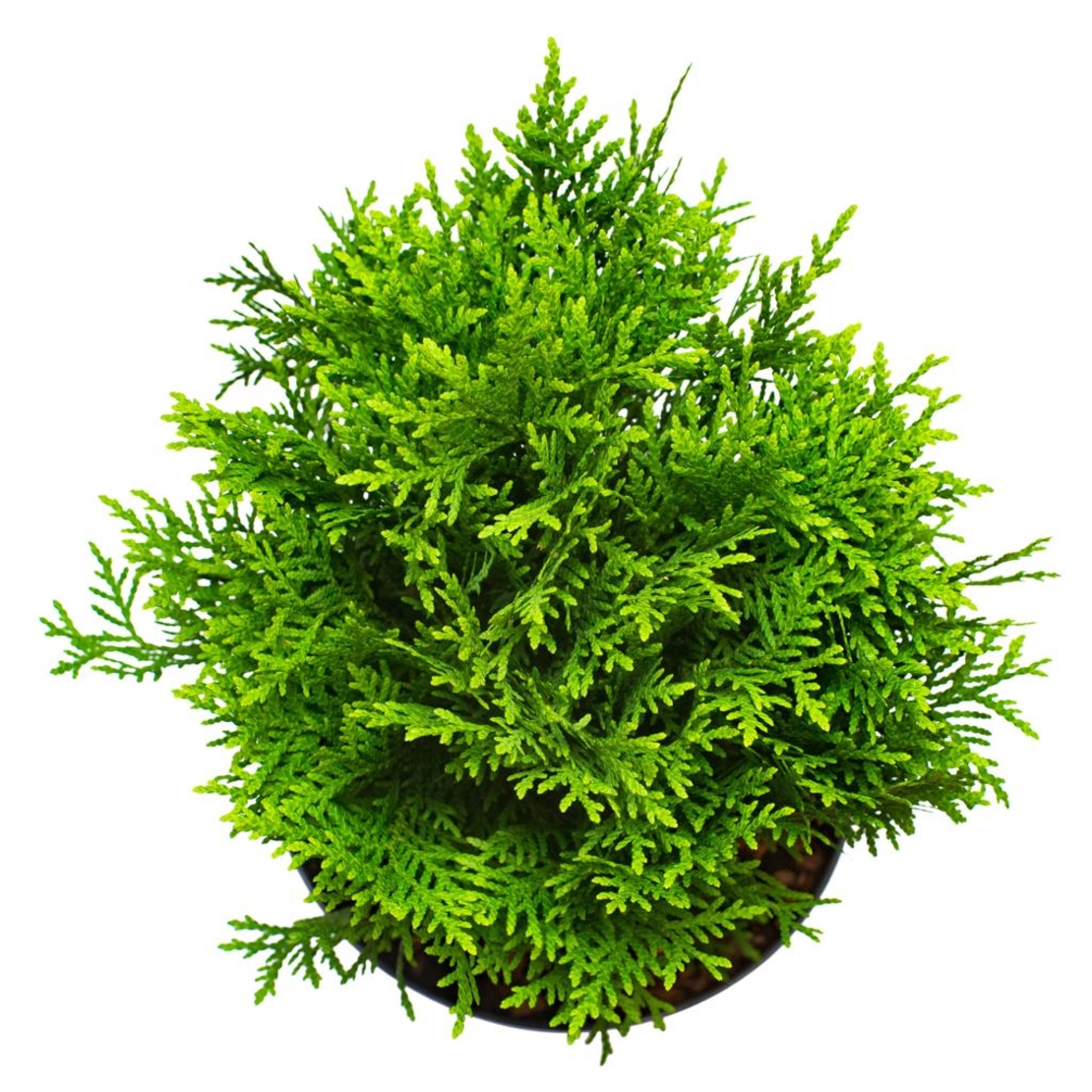 Туя Даника	Thuja occ. 