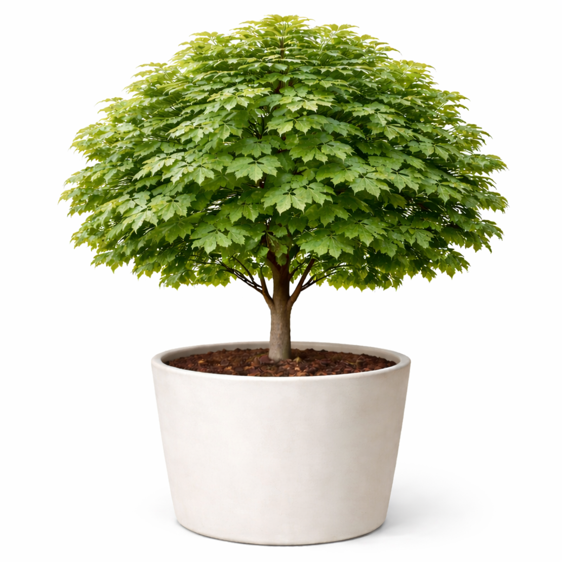 Явор (сребролистен явор) Acer pseudoplatanus