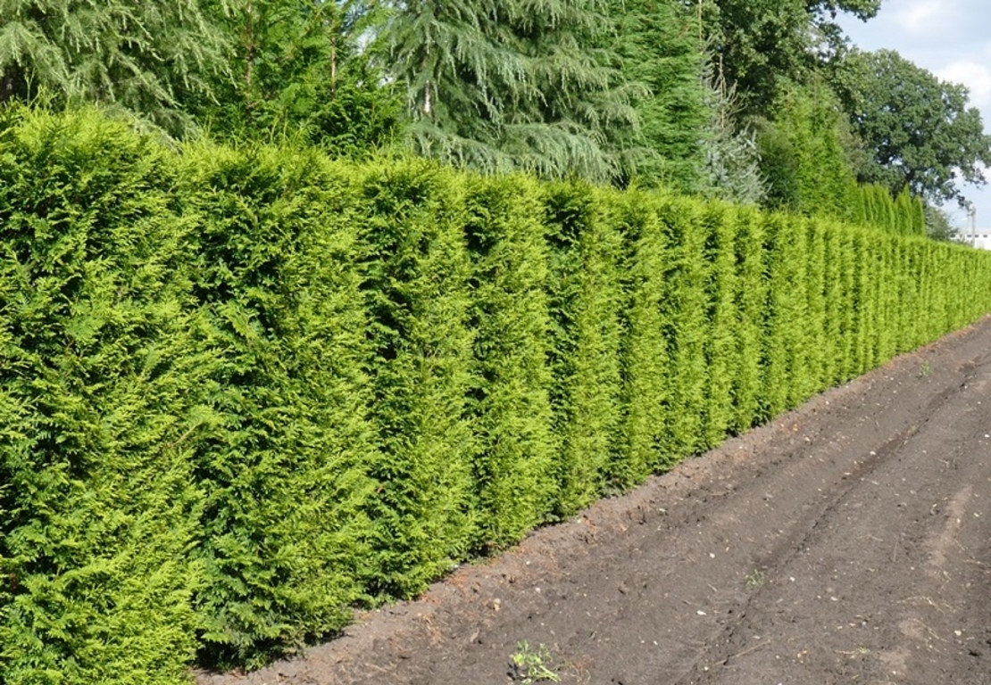 Туя ‘Brabant’ Thuja occidentalis ‘Brabant’