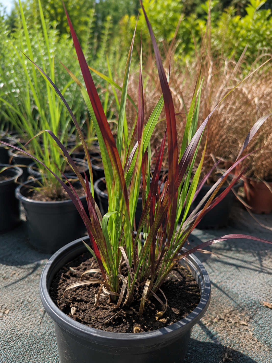Императа ‘Red Baron’ Imperata cylindrica ‘Red Baron’