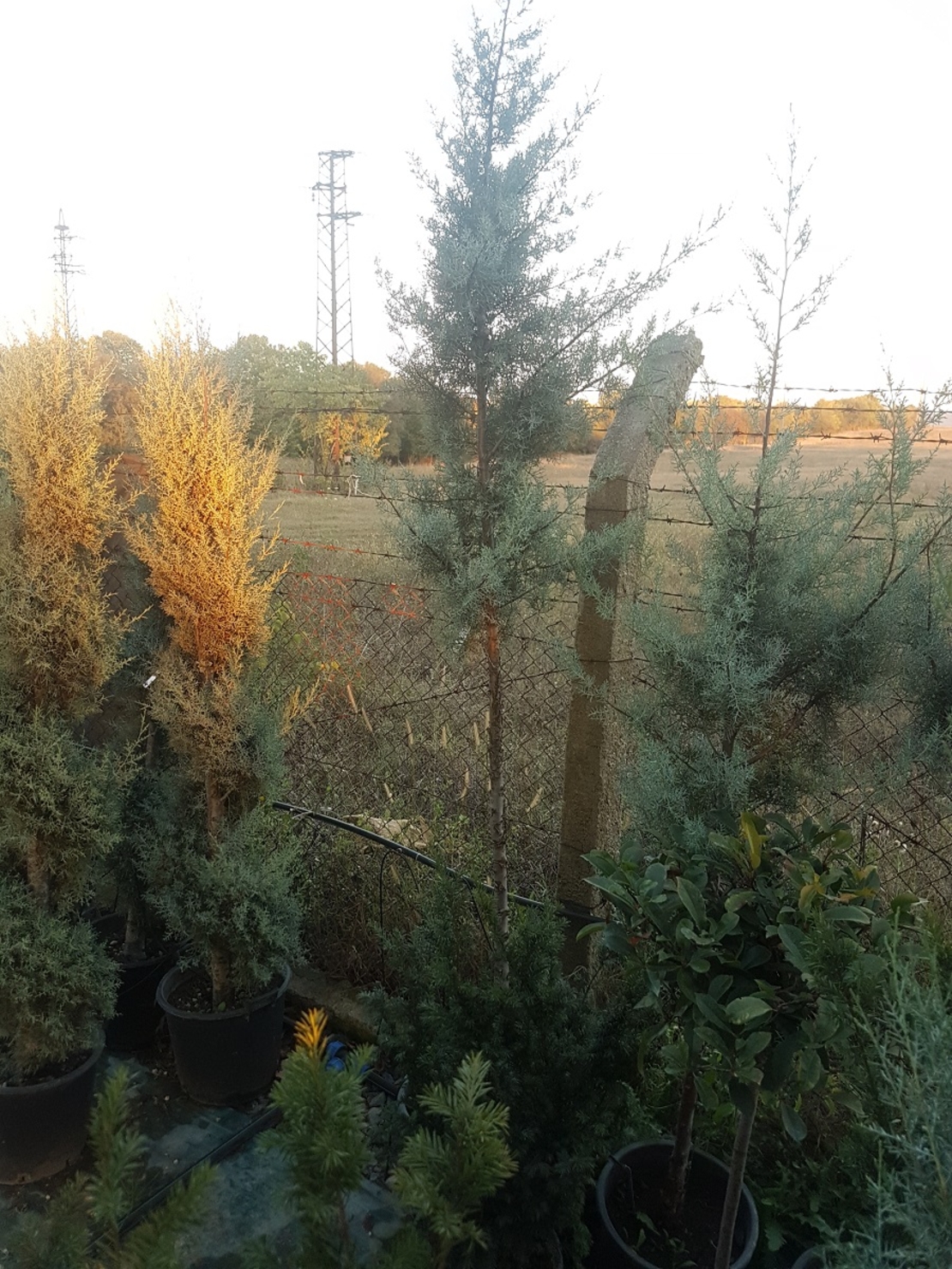 Аризонски кипарис Cupressus arizonica