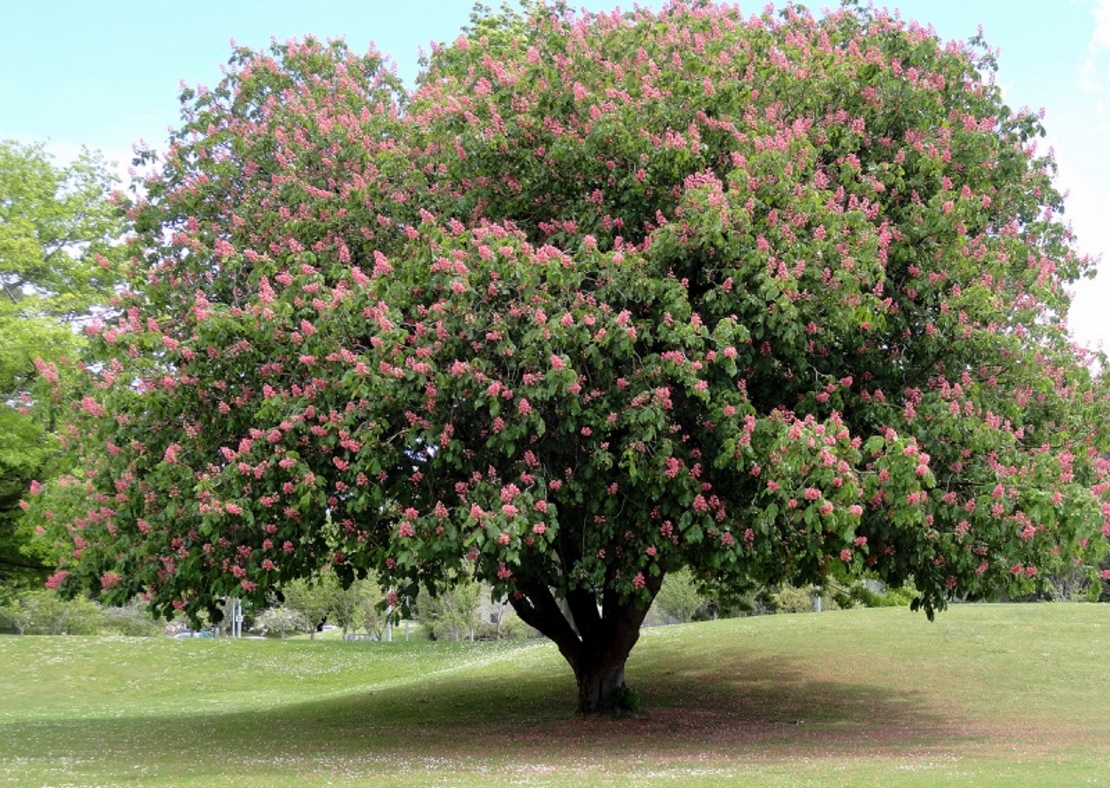 Конски кестен Aesculus hippocastanum
