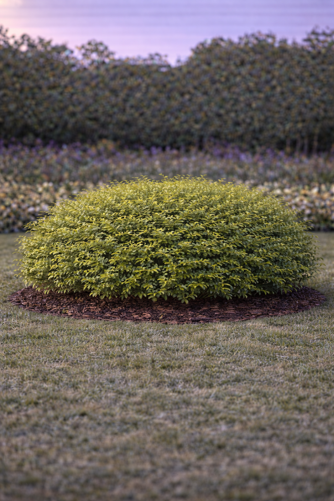 Орлов нокът постилащ се Lonicera pileata