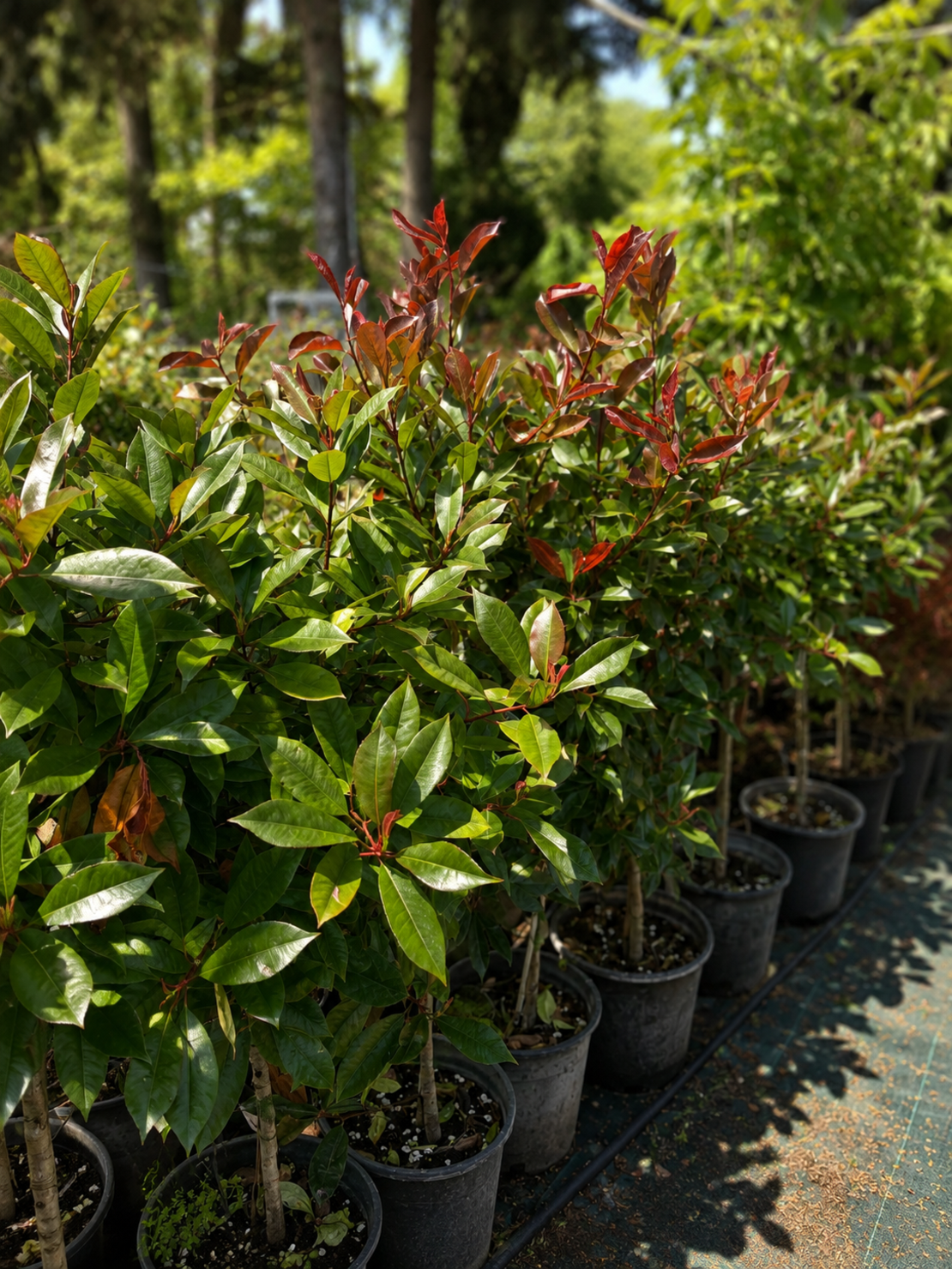 Фотиния	'Photinia fraseri Red Robin'