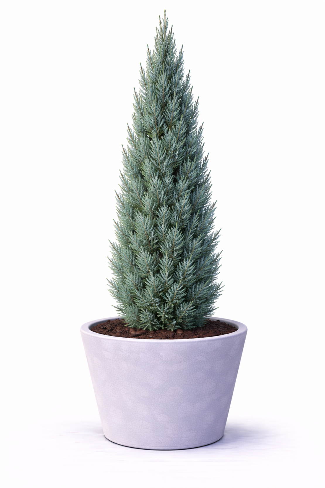 Хвойна скална ‘Blue Arrow’ Juniperus scopulorum ‘Blue Arrow’