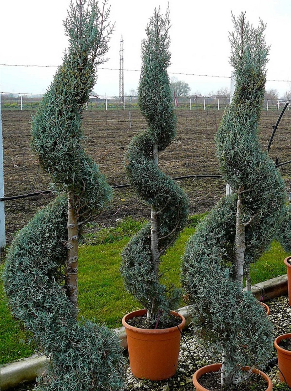 Лейландов кипарис (спирала) Cupressocyparis leylandii