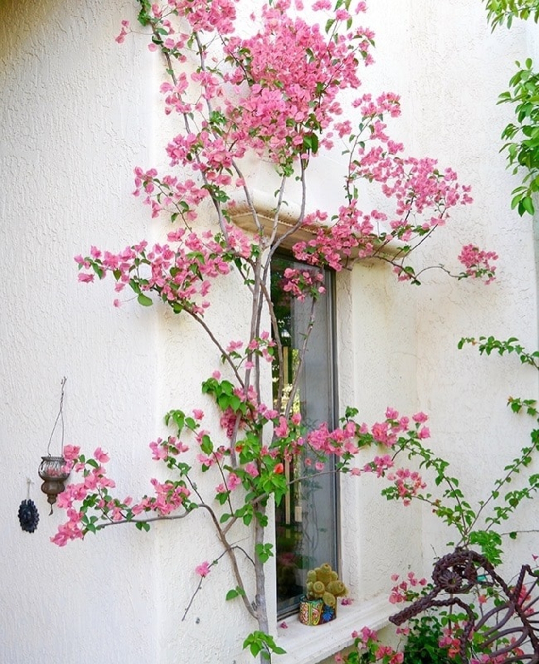 Бугенвилия (микс) Bougainvillea spp.