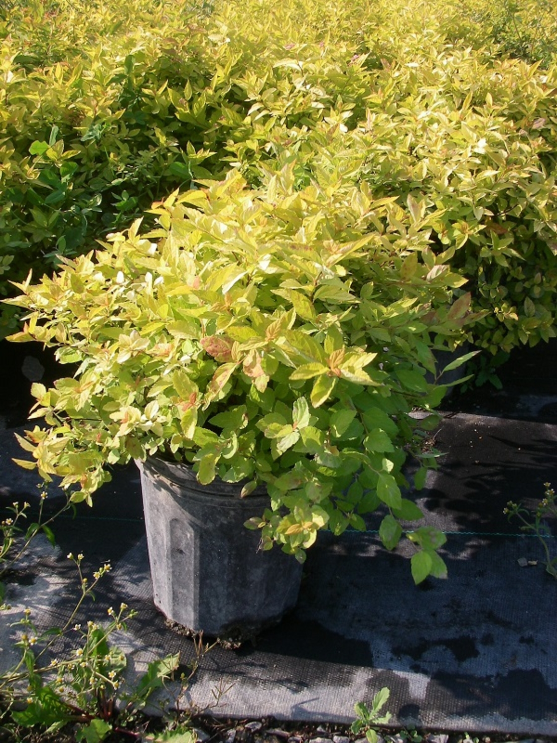 Спирея ‘Golden Princess’ Spiraea japonica ‘Golden Princess’