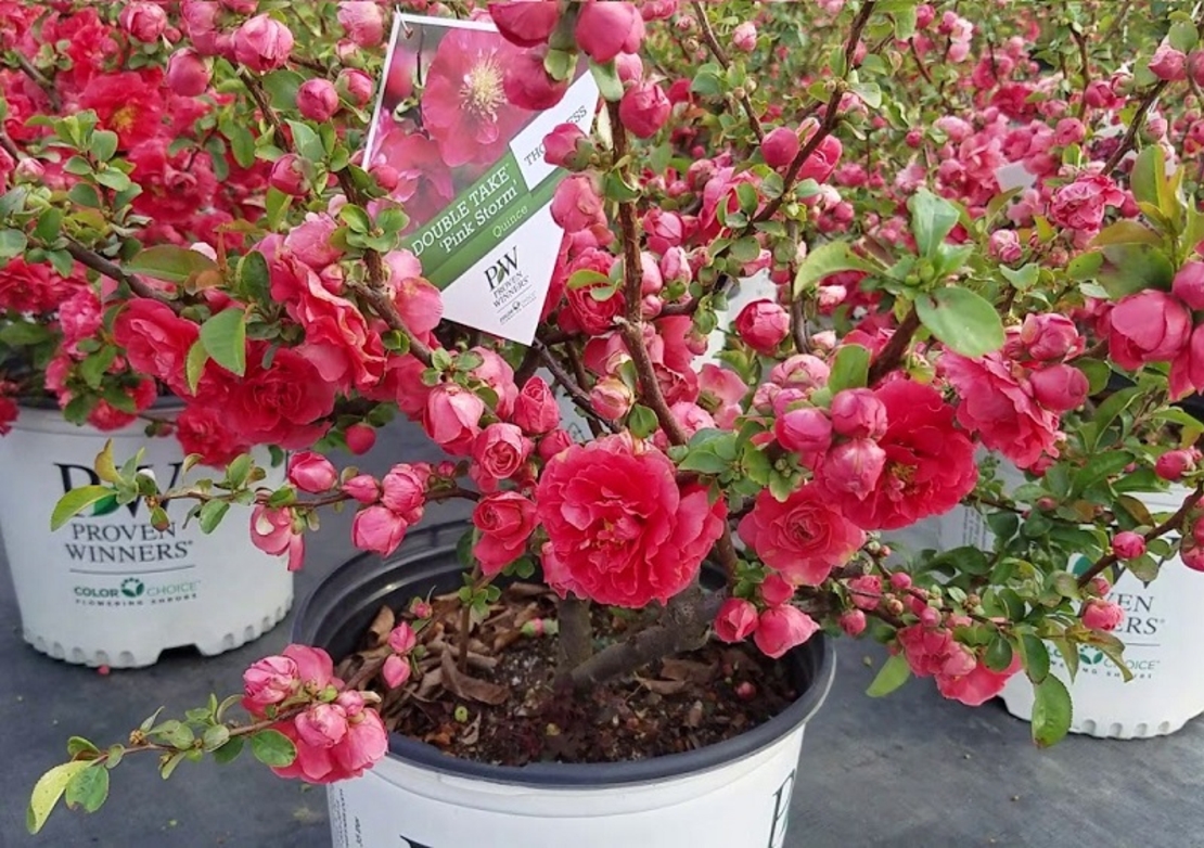 Дюля декоративна ‘Pink Lady’ Chaenomeles japonica ‘Pink Lady’