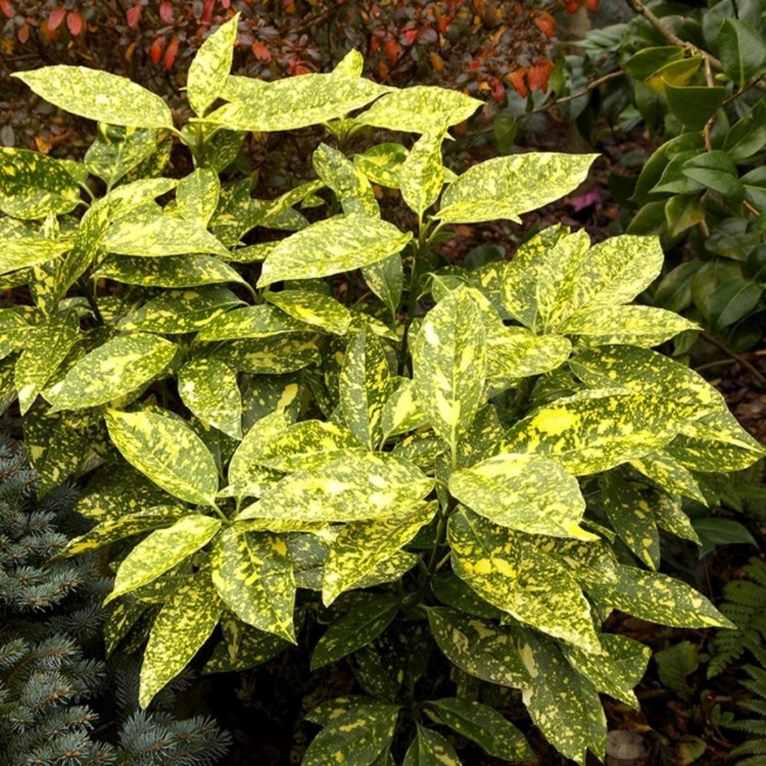 Аукуба ‘Crotonifolia’ Aucuba japonica ‘Crotonifolia’