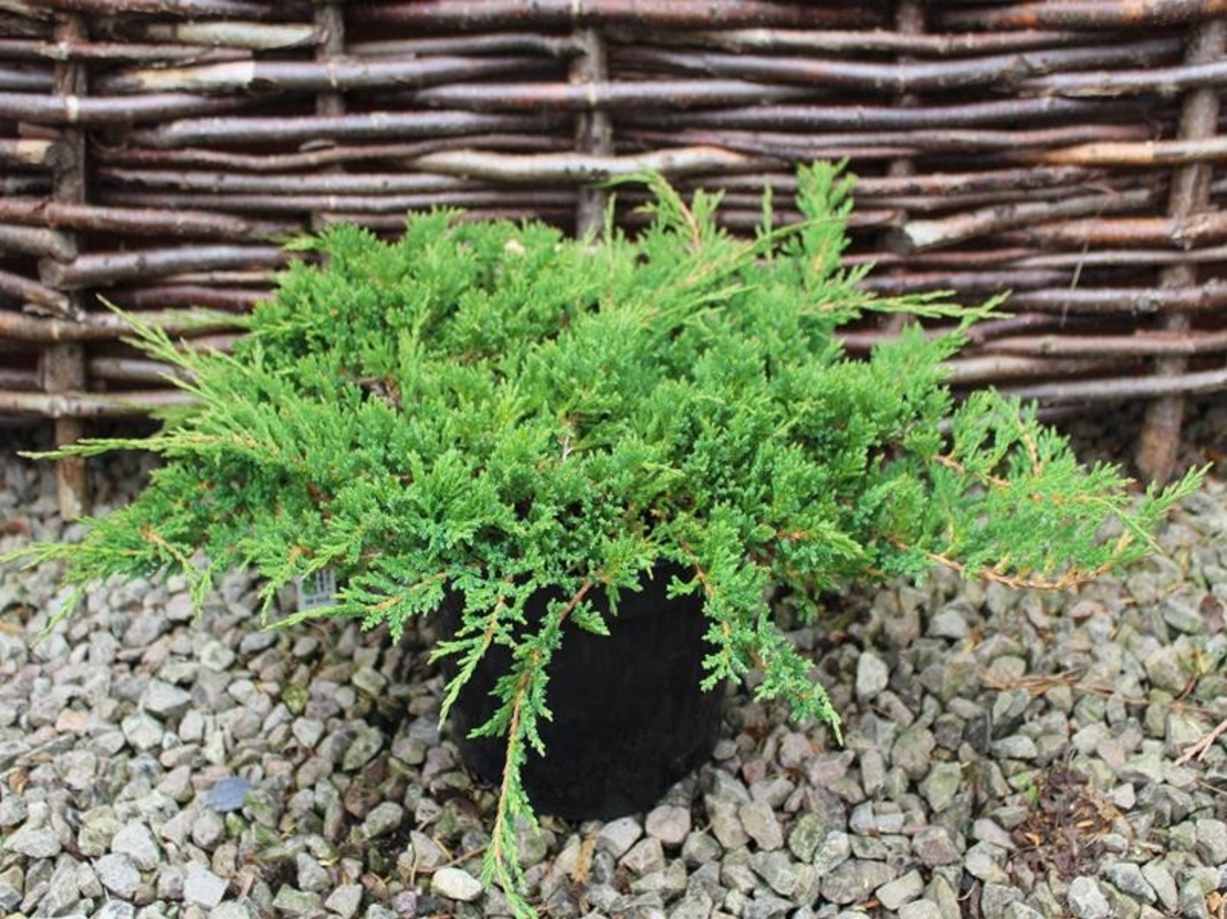 Хвойна хоризонтална ‘Prince of Wales’ Juniperus horizontalis ‘Prince of Wales’
