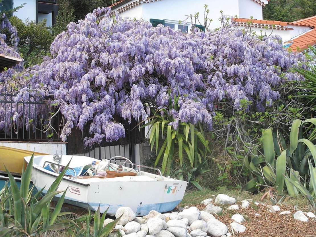 Глициния китайска Wisteria chinensis