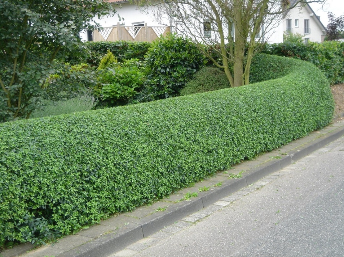 Орлов нокът постилащ се Lonicera pileata