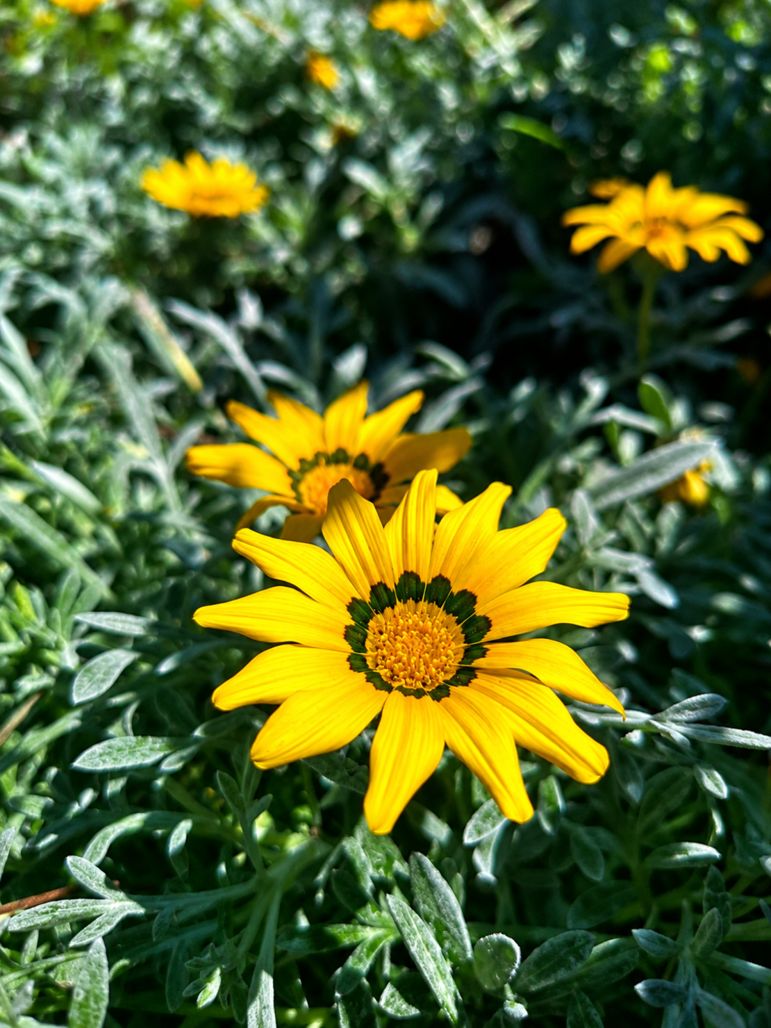 Газания 'Gazania spp.'