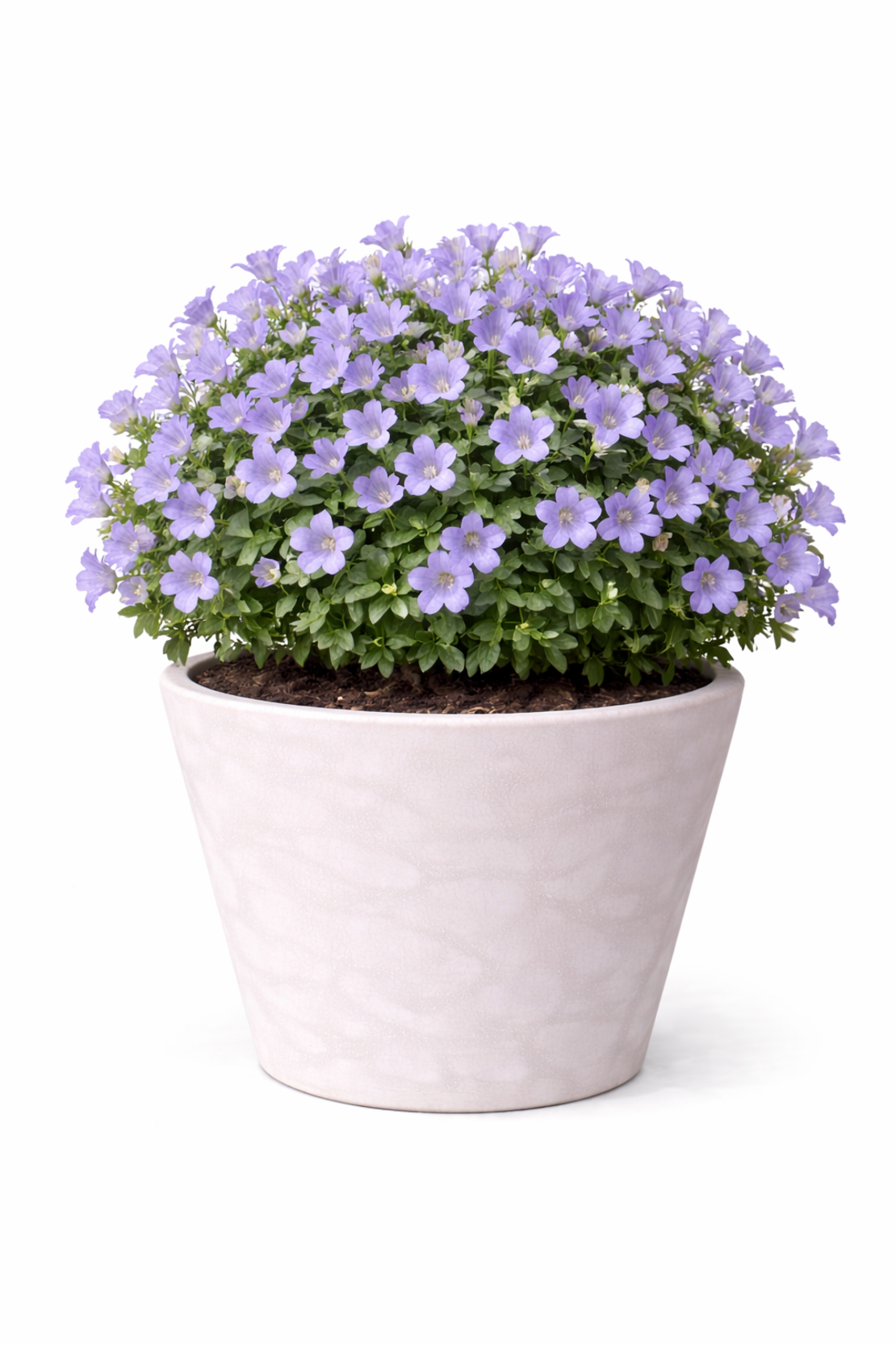 Кампанула (камбанка) Campanula carpatica