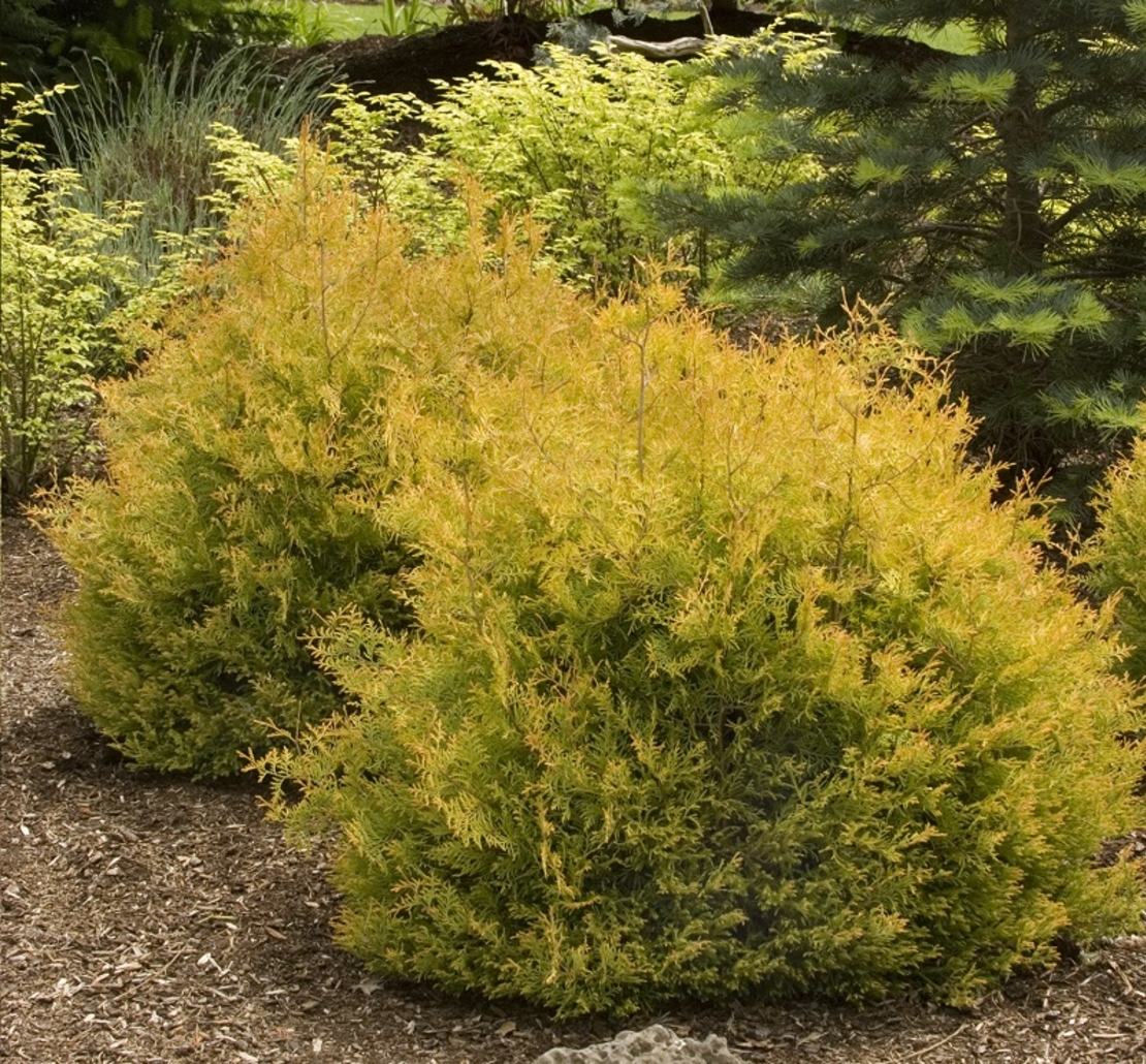 Туя ‘Rheingold’ Thuja occidentalis ‘Rheingold’
