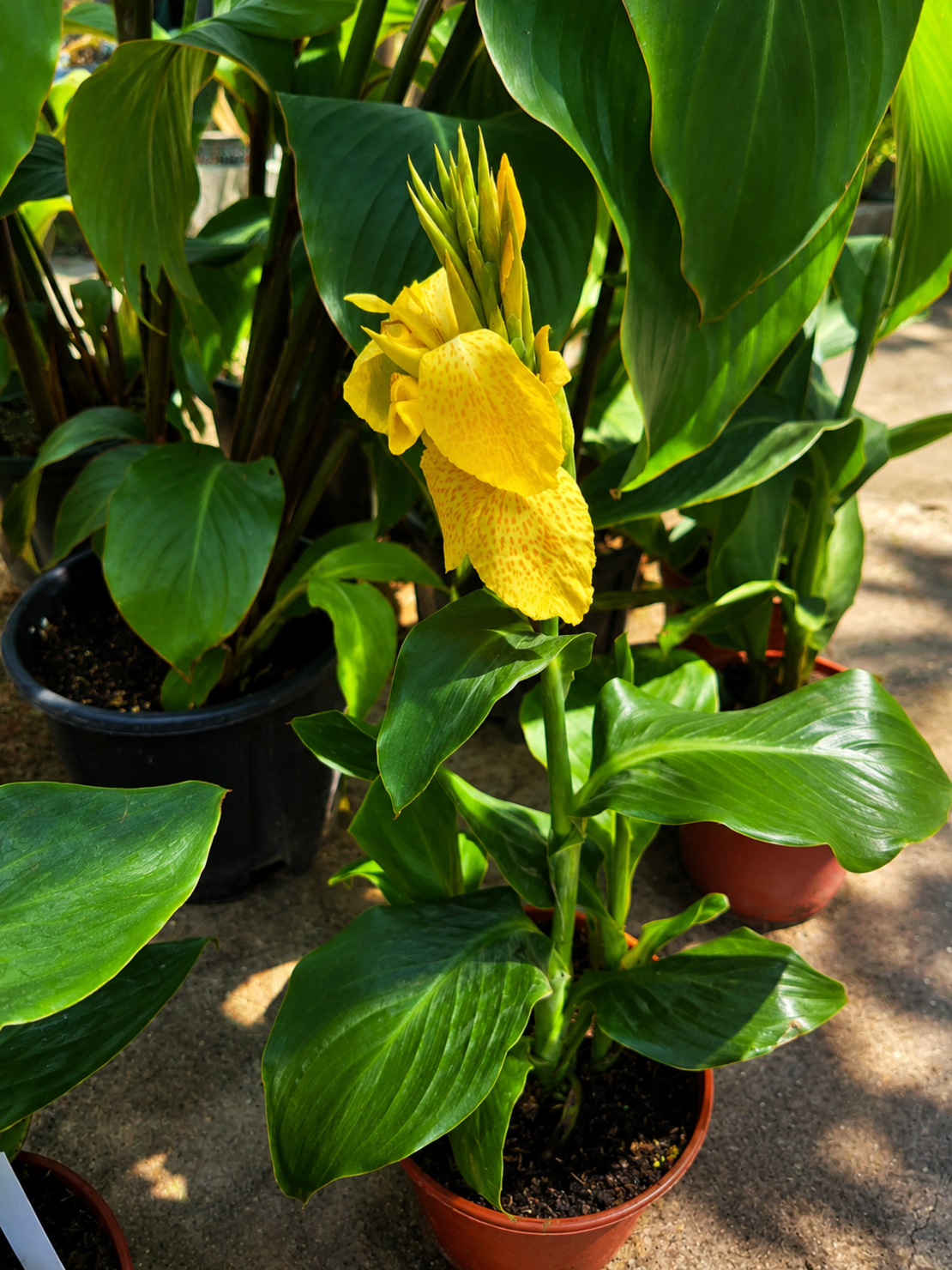 Кана индийска 'Canna indica'