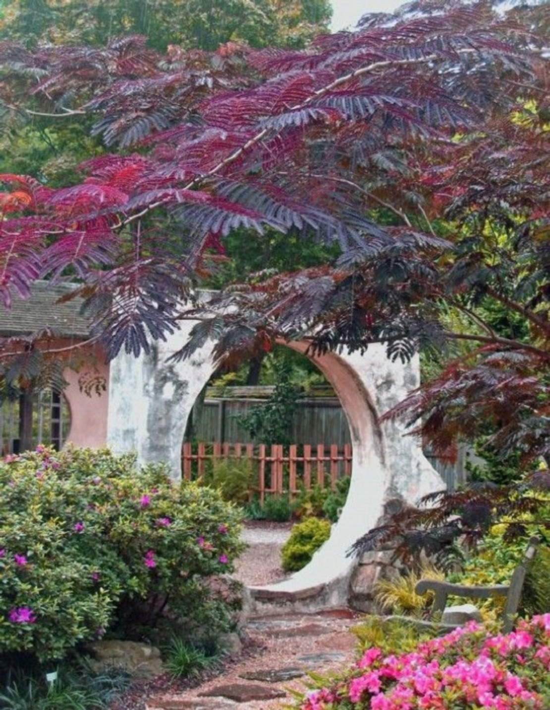 Албиция ‘Summer Chocolate’ Albizia julibrissin ‘Summer Chocolate’