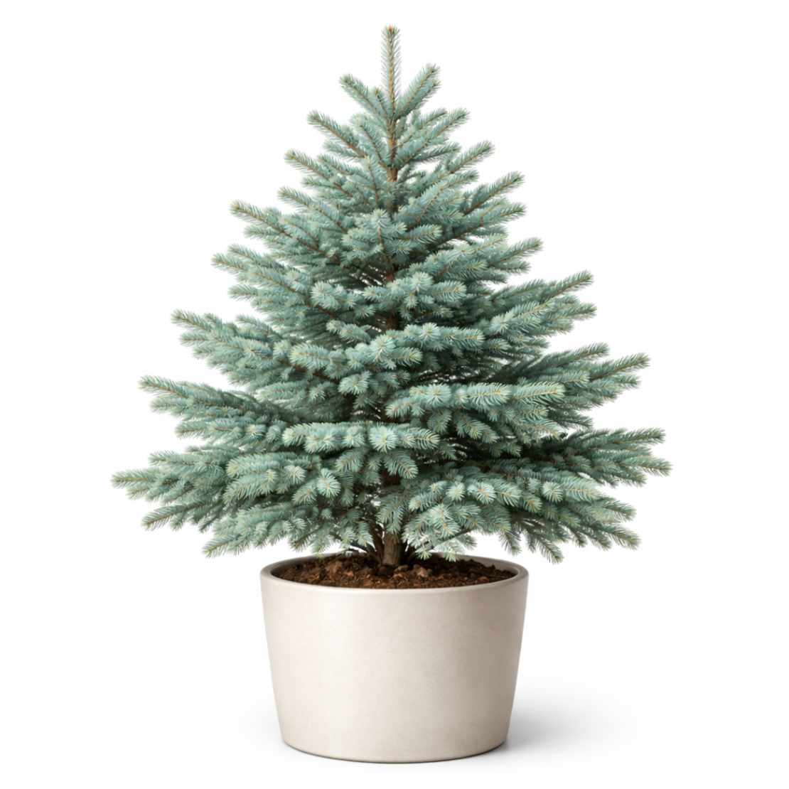 Едноцветна ела Abies concolor