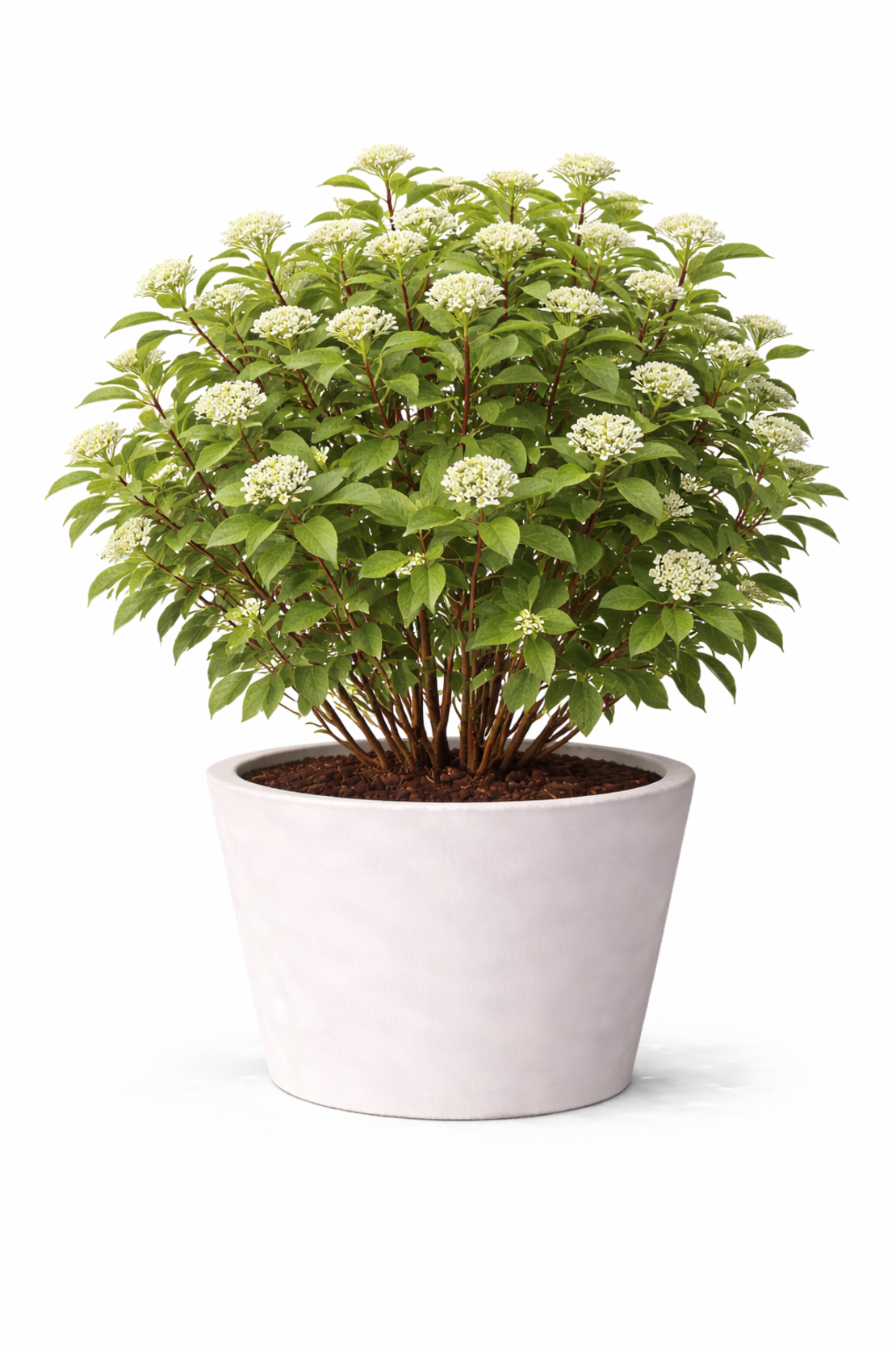 Дървесен дрян (червен клон) Cornus alba