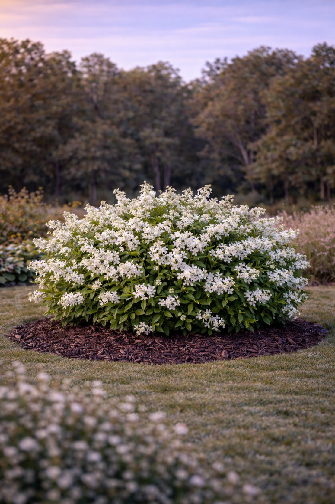 Дейция ‘Nikko’ Deutzia gracilis ‘Nikko’