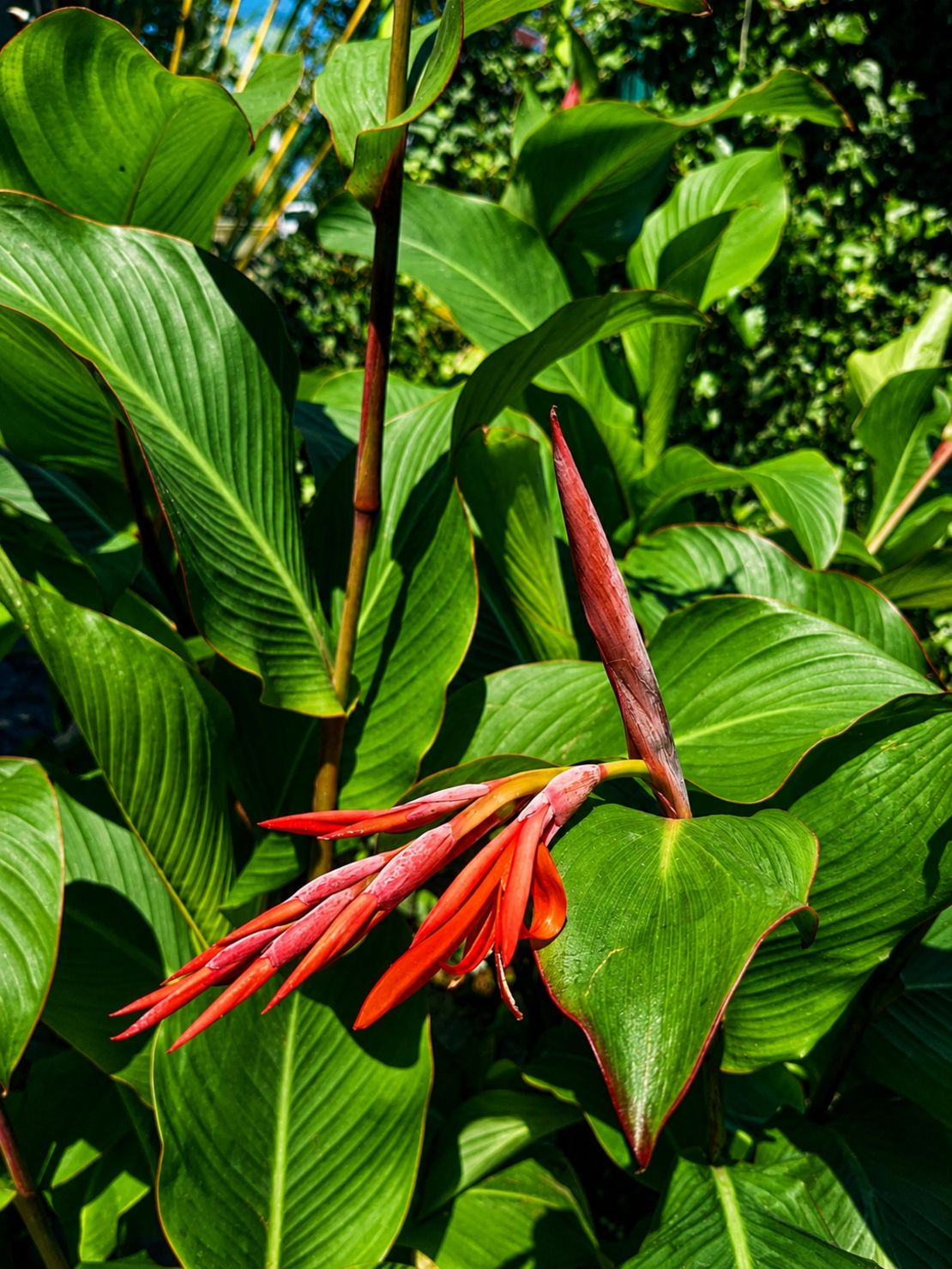 Кана индийска 'Canna indica'