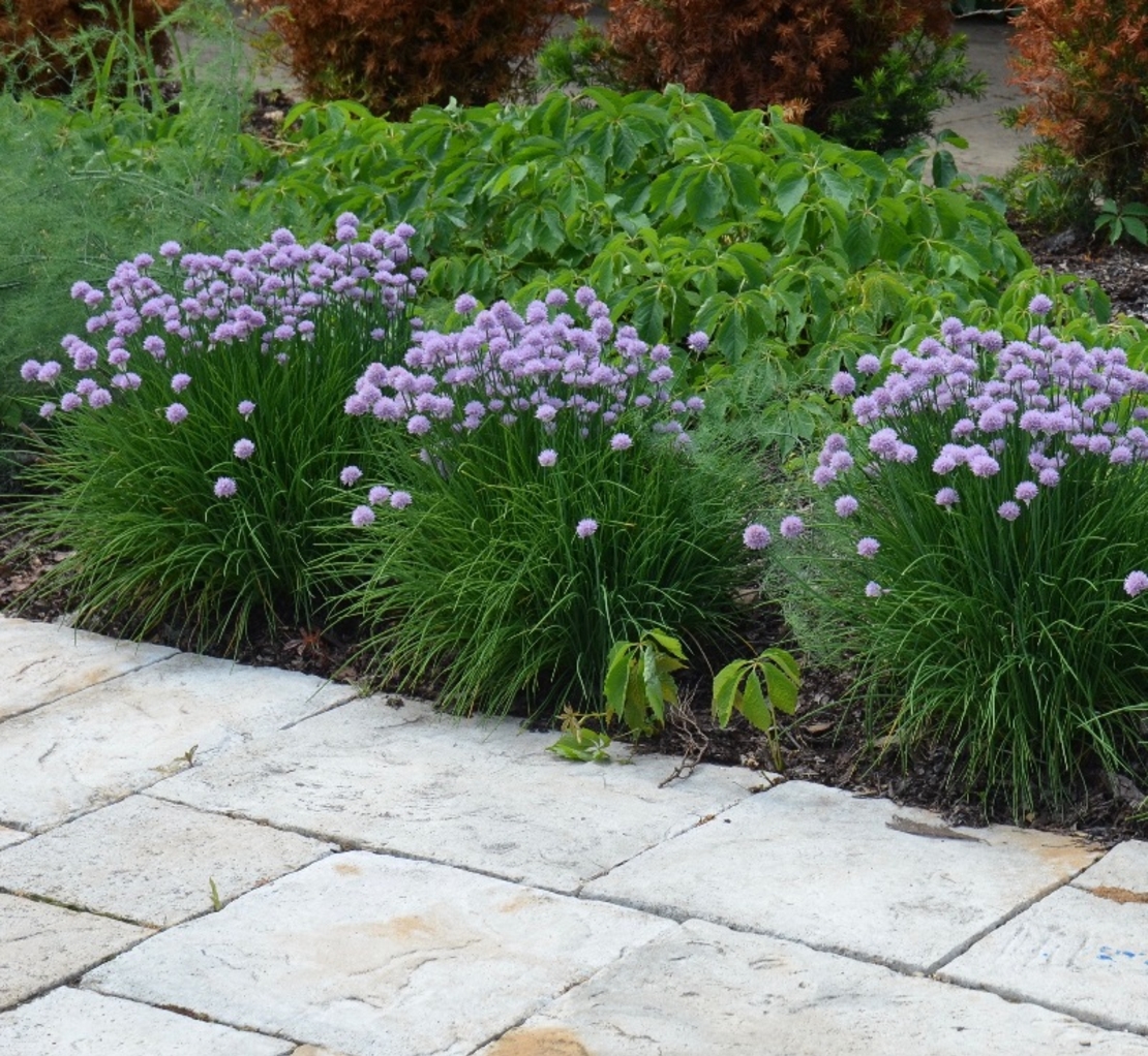 Декоративен лук ‘Christophii’ Allium cristophii