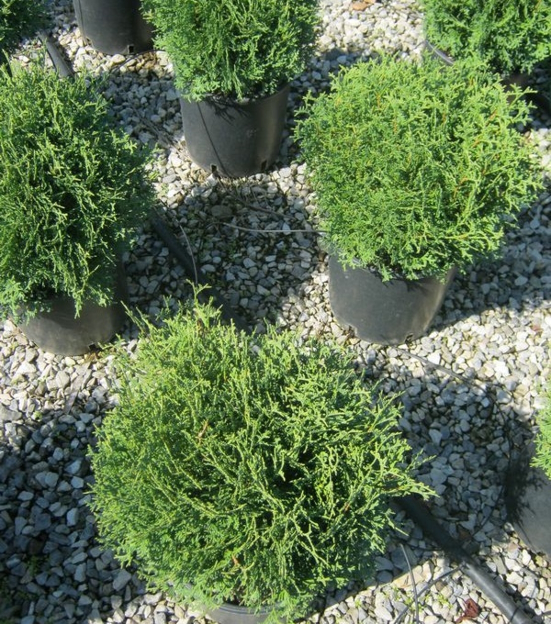 Туя ‘Tiny Tim’ Thuja occidentalis ‘Tiny Tim’