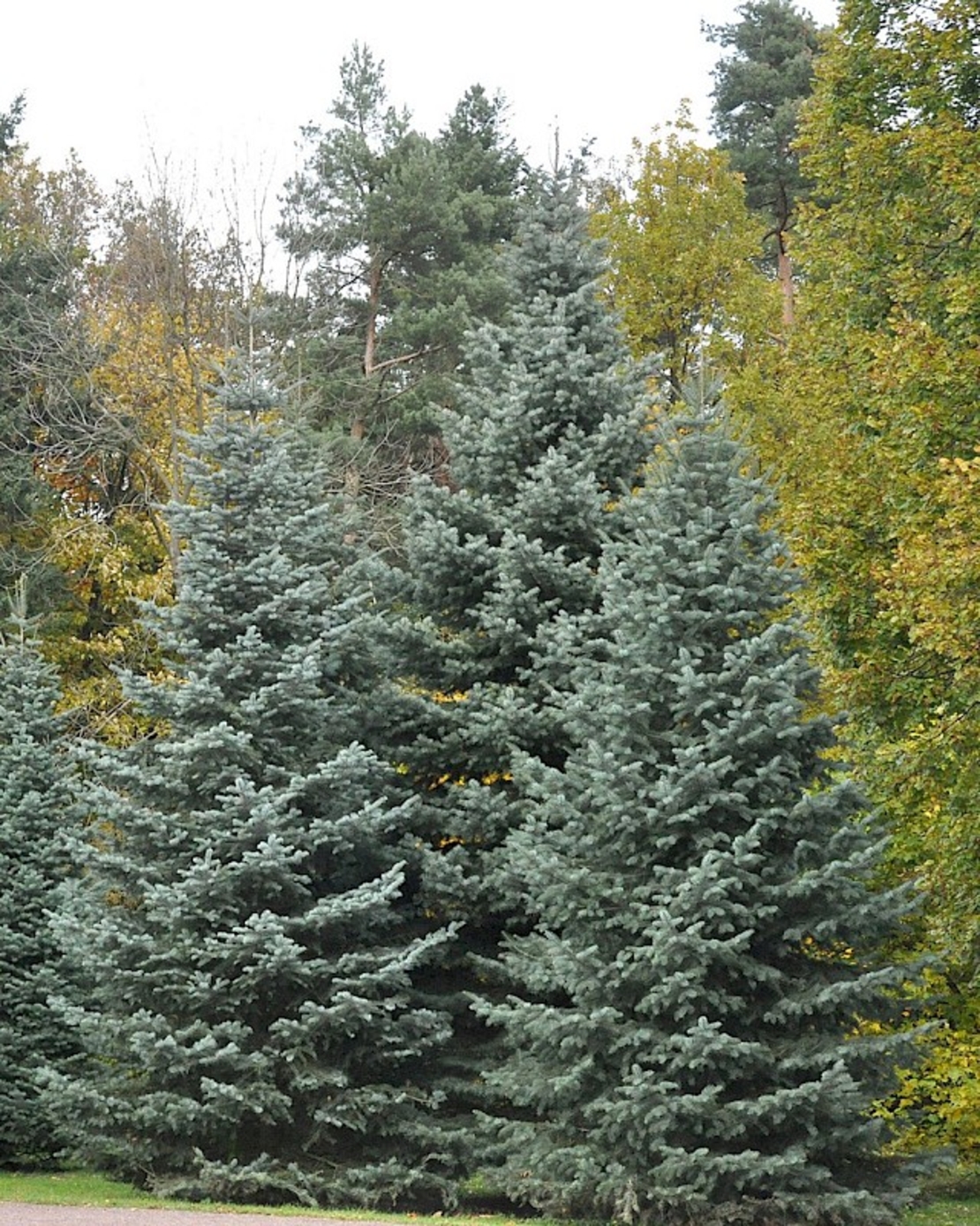 Едноцветна ела Abies concolor