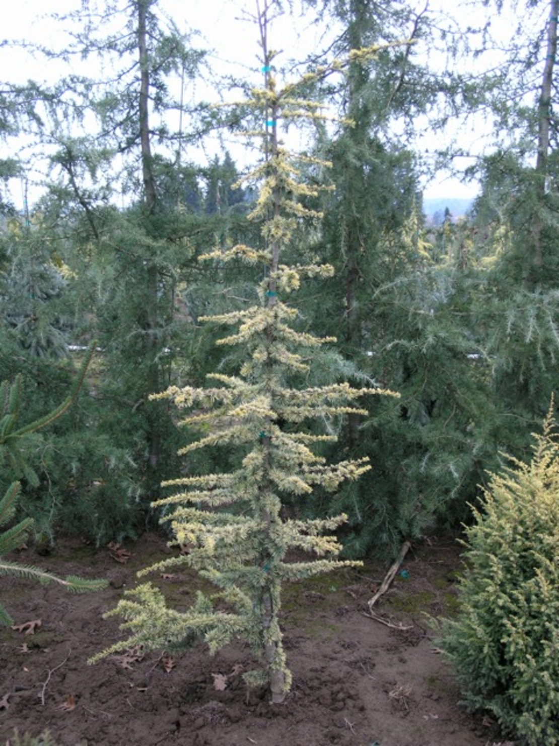 Кедър атласки плачещ ‘Glauca Pendula’ Cedrus atlantica ‘Glauca Pendula’