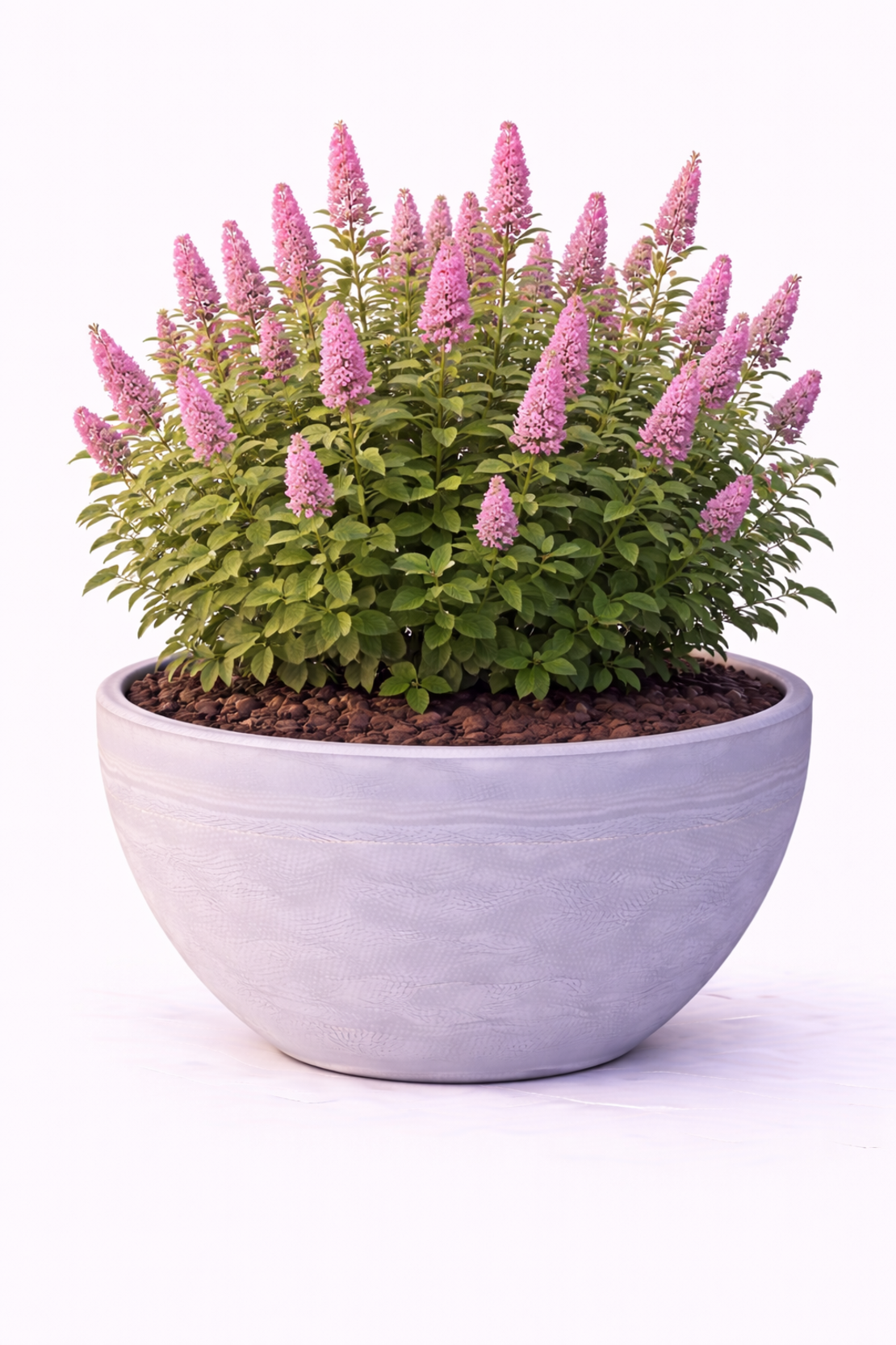 Спирея Дъгласова Spiraea douglasii