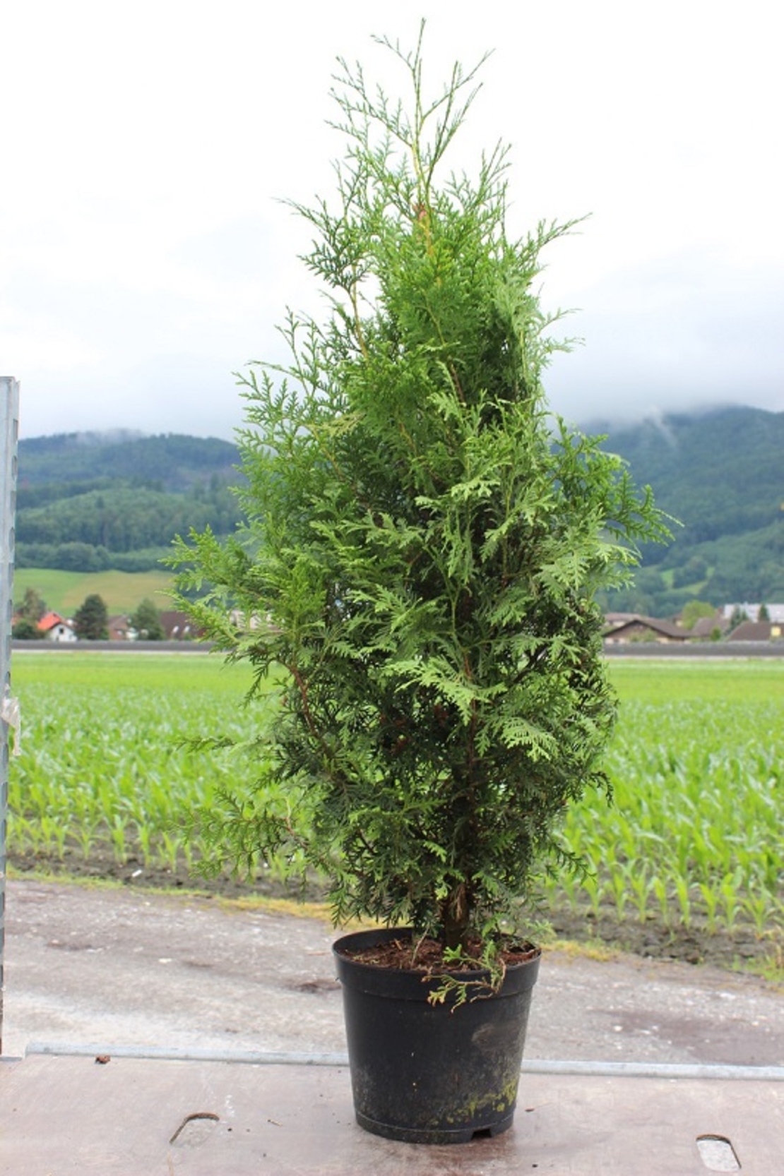 Туя ‘Brabant’ Thuja occidentalis ‘Brabant’