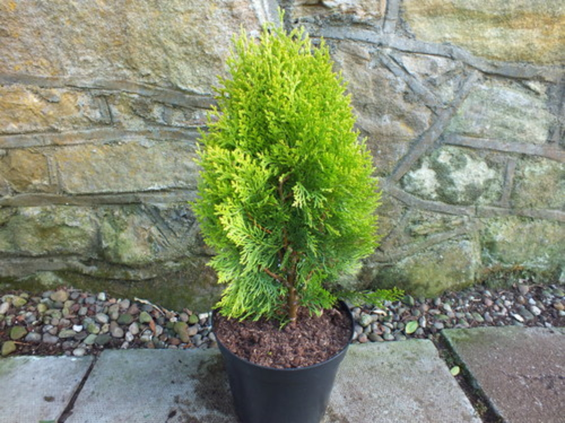 Туя ‘Aurea Nana’ Thuja occidentalis ‘Aurea Nana’