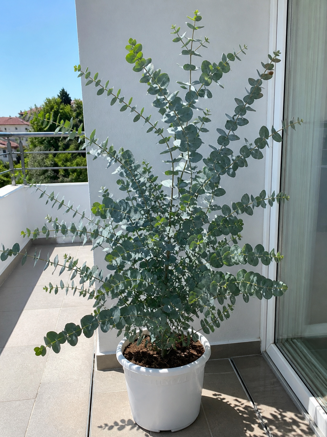 Евкалипт 'Eucalyptus spp.'
