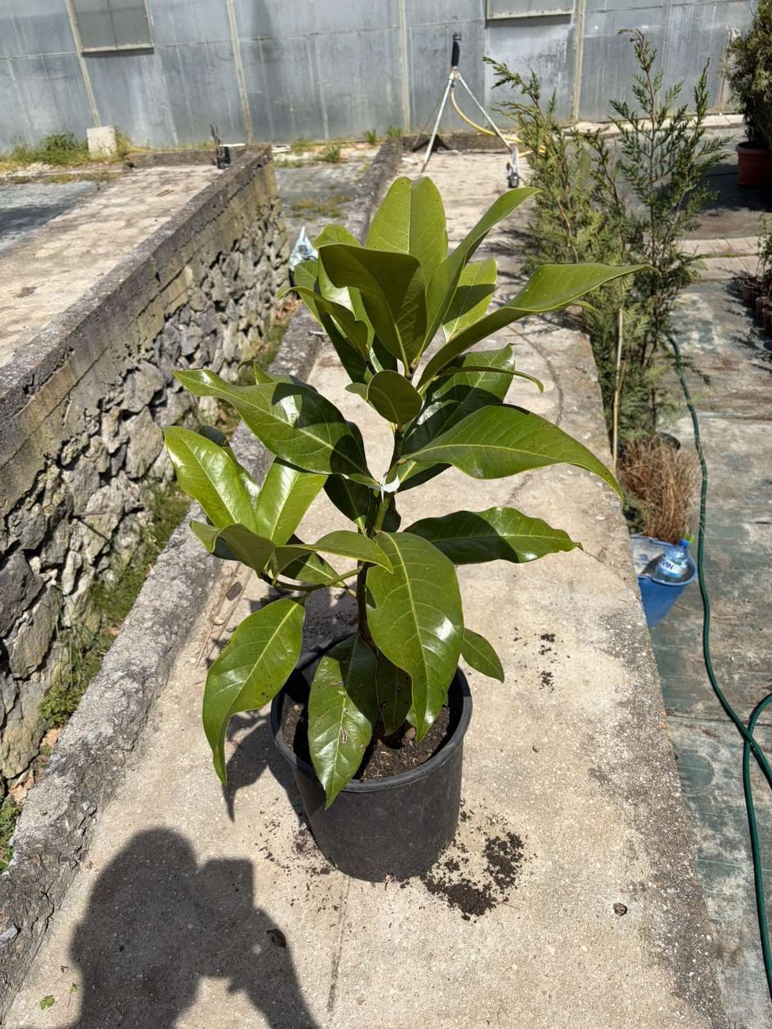 Магнолия ‘Magnolia grandiflora'