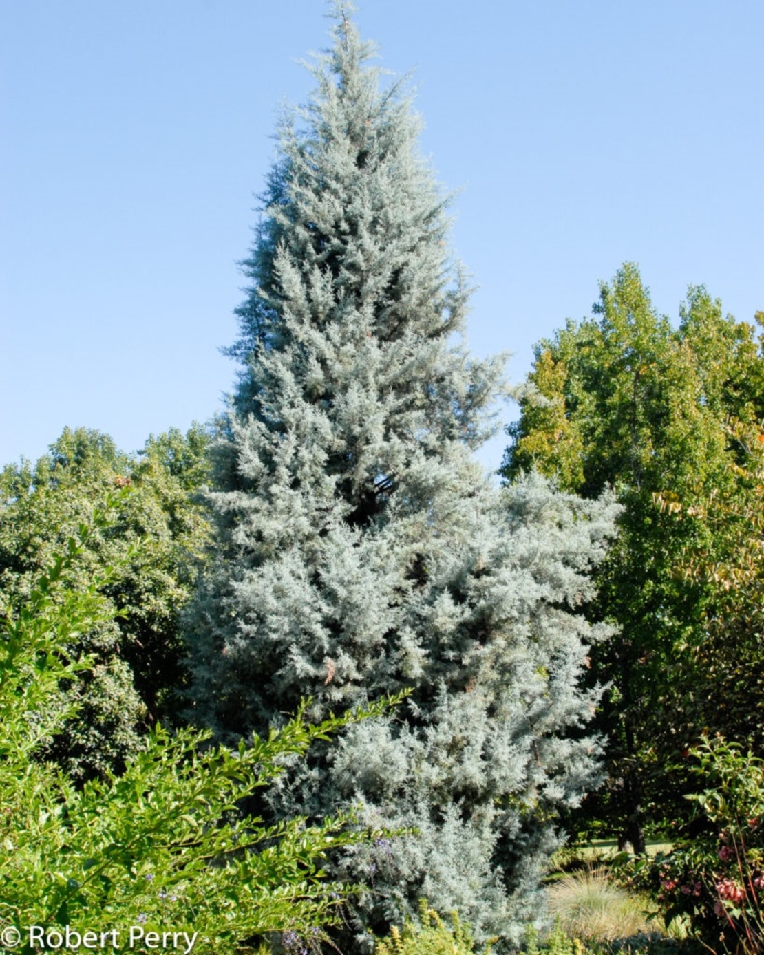 Аризонски кипарис Cupressus arizonica