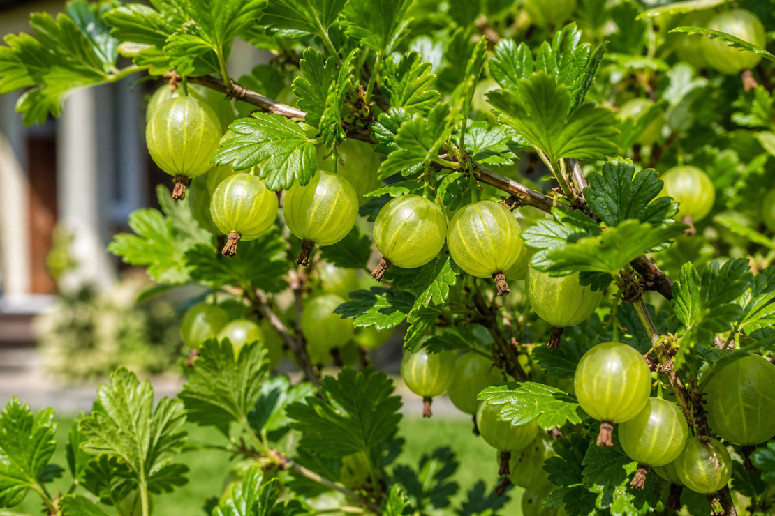 Френско грозде 'Ribes spp.'