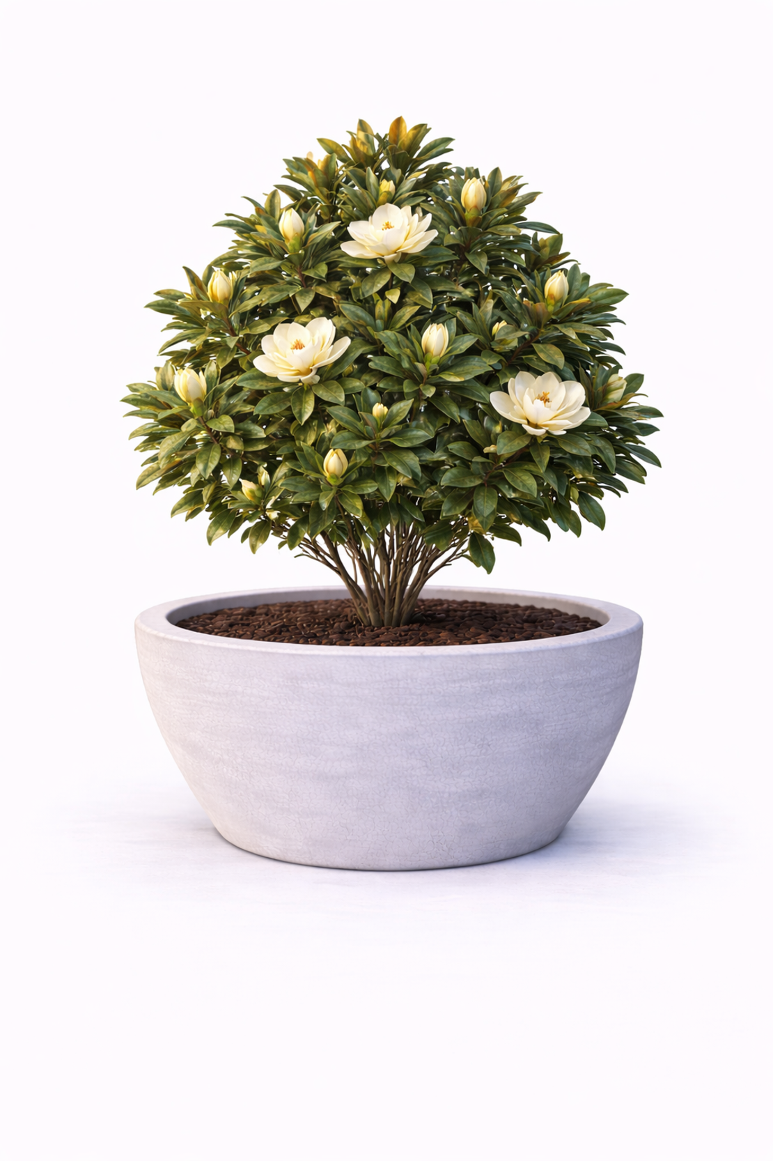 Магнолия ‘Little Gem’ Magnolia grandiflora ‘Little Gem’