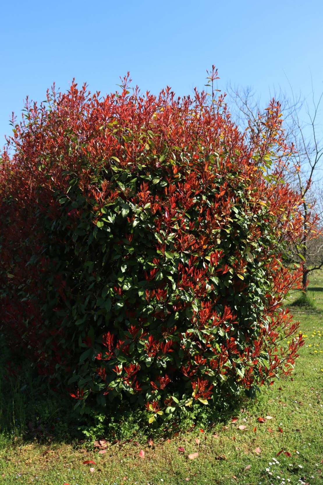 Фотиния	Photinia fraseri Red Robin
