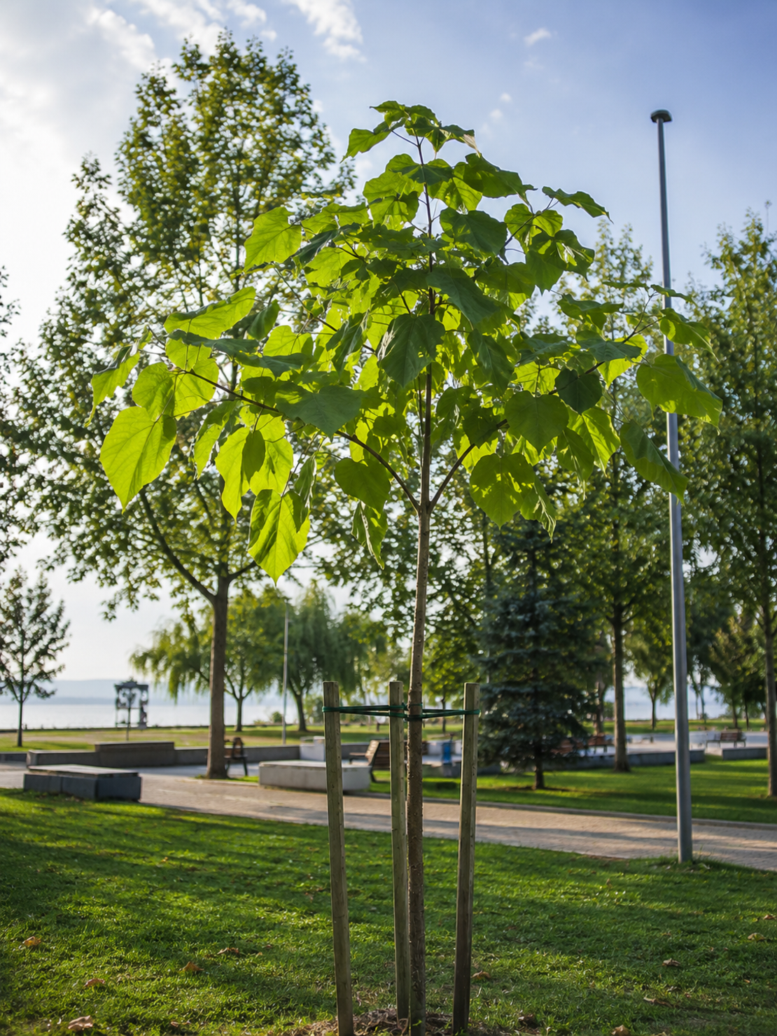 Пауловния ‘Paulownia tomentosa’