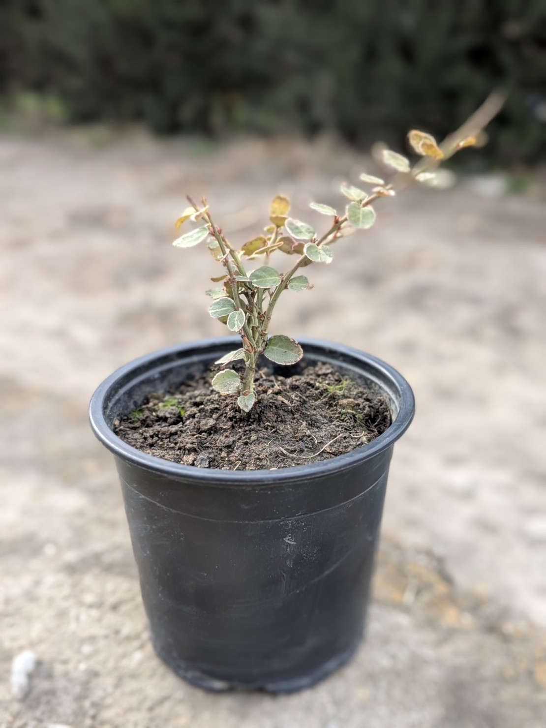 Евонимус Радиканс Euonymus radicans