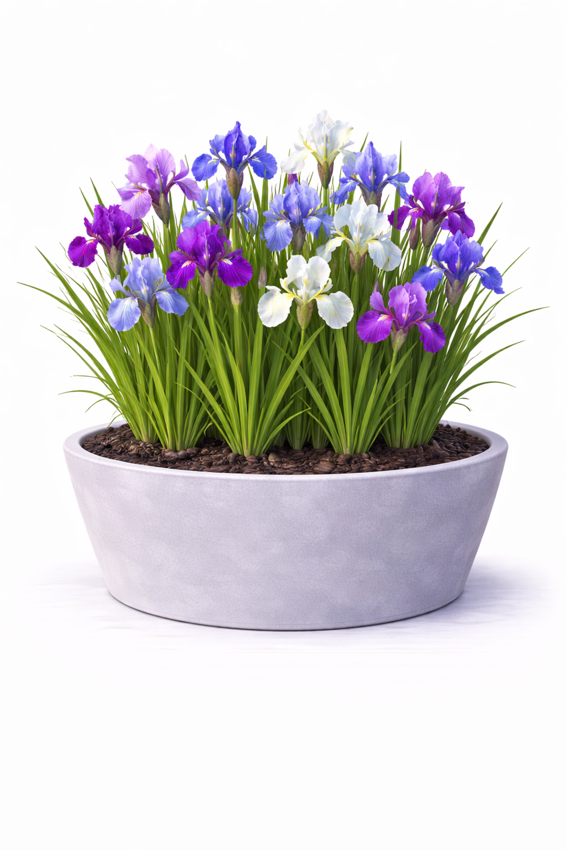 Ирис (перуника) Iris spp.