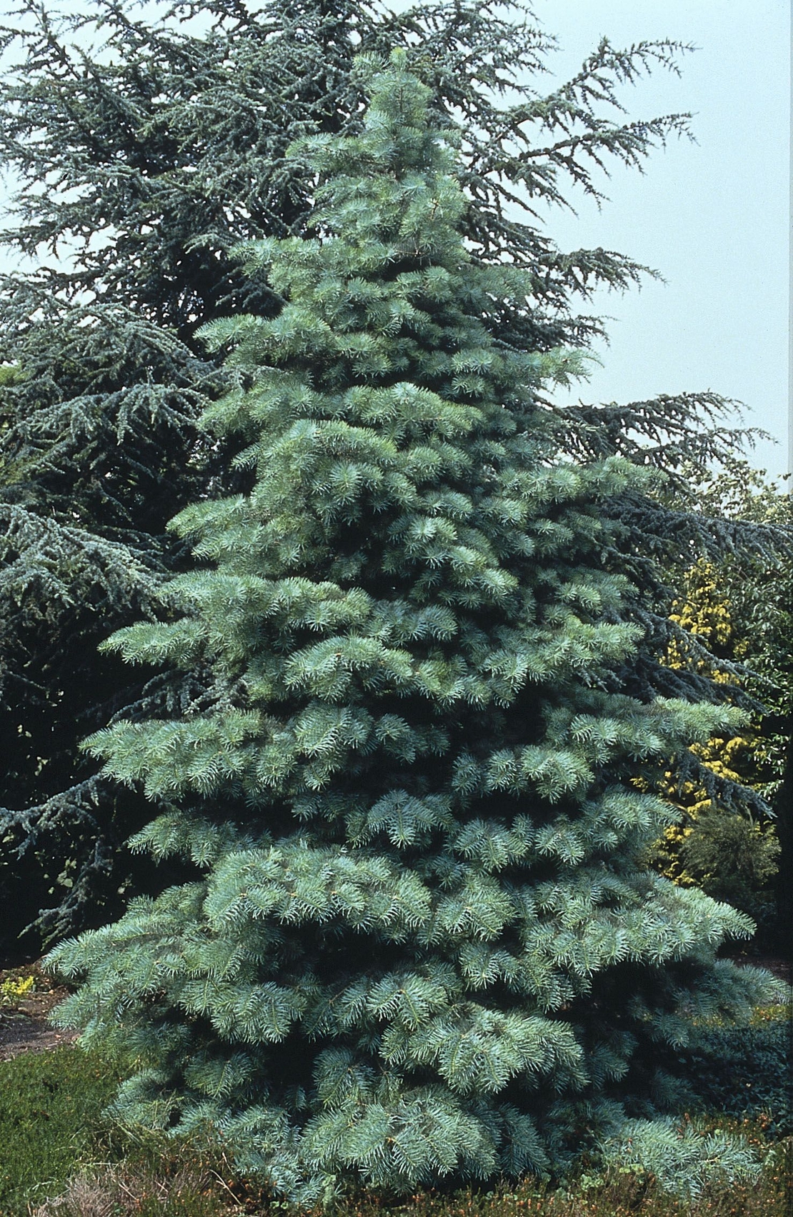 Едноцветна ела Abies concolor