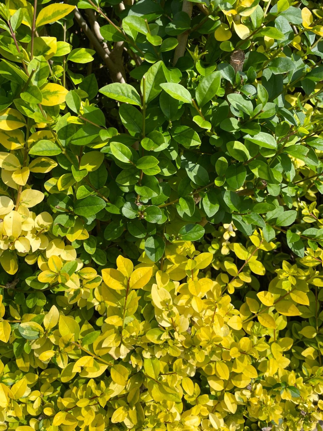 Лигуструм пъстролистен, шарен	Ligustrum ovalifolim aureoverigata