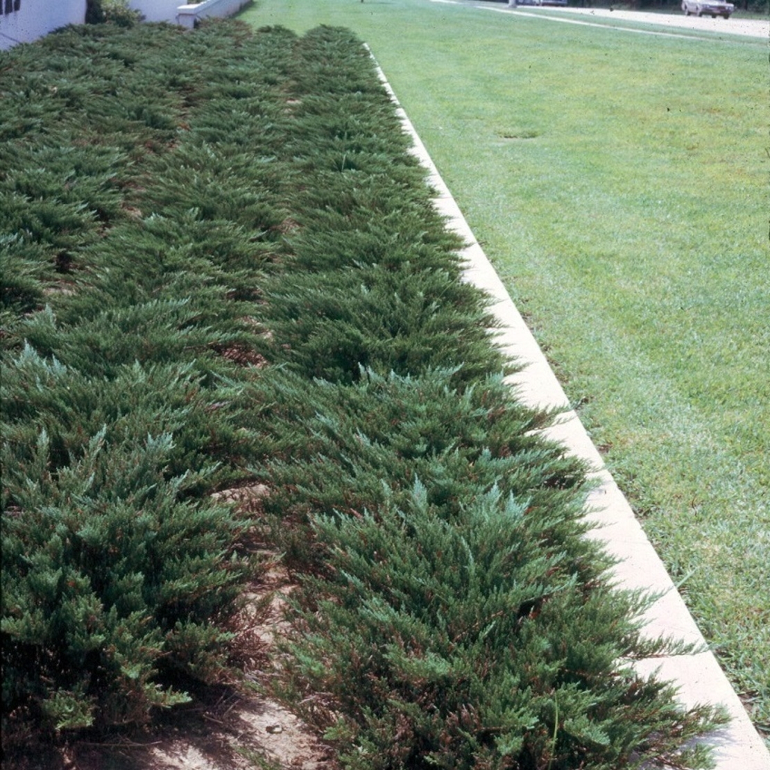 Хвойна сабина Juniperus sabina