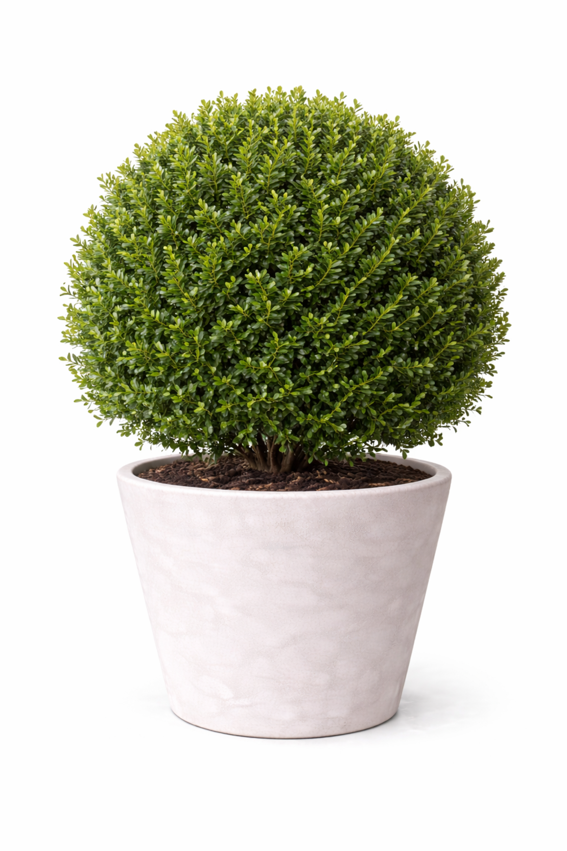 Чемшир (обикновен) Buxus sempervirens